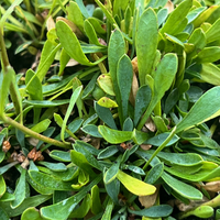 Petrophytum hendersonii